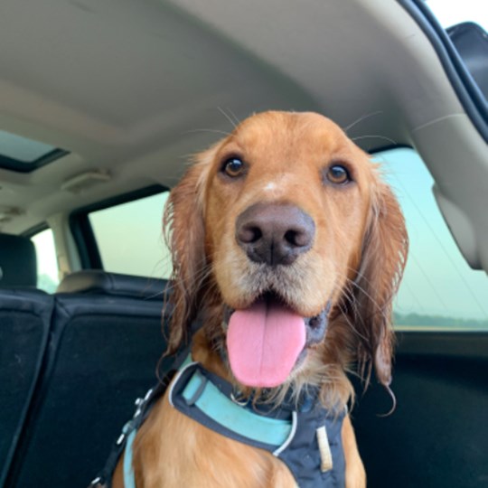 Remy & Ronnie's fundraising page 