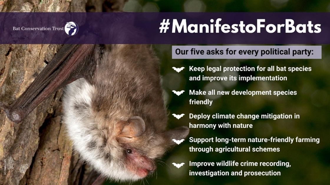Help us speak up for bats - JustGiving