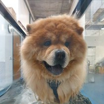 Scottish Chow Rescue