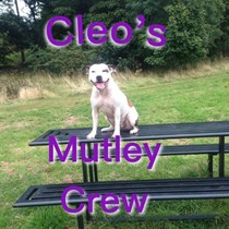 Cleos Mutley Crew Dog Rescue