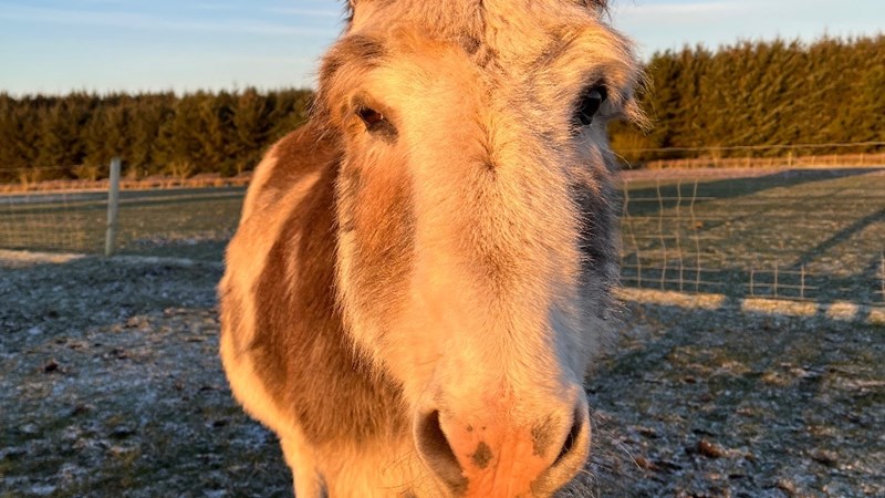 Donkey field shelter - JustGiving