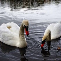 Friends of Holmer Lake