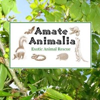 Amate Animalia