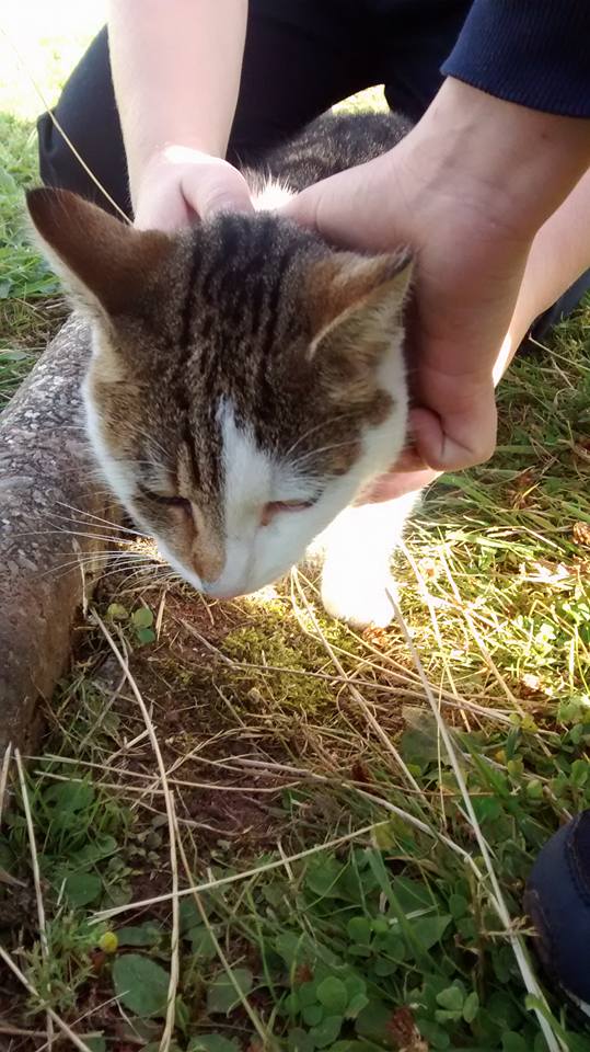 Crowdfunding to Help Johnstone Cat Rescue to rehome abandoned cats. We