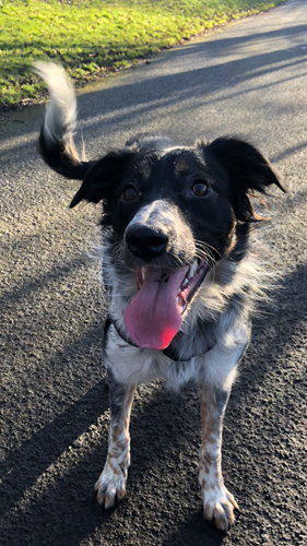 Glenlovat border collie store puppies