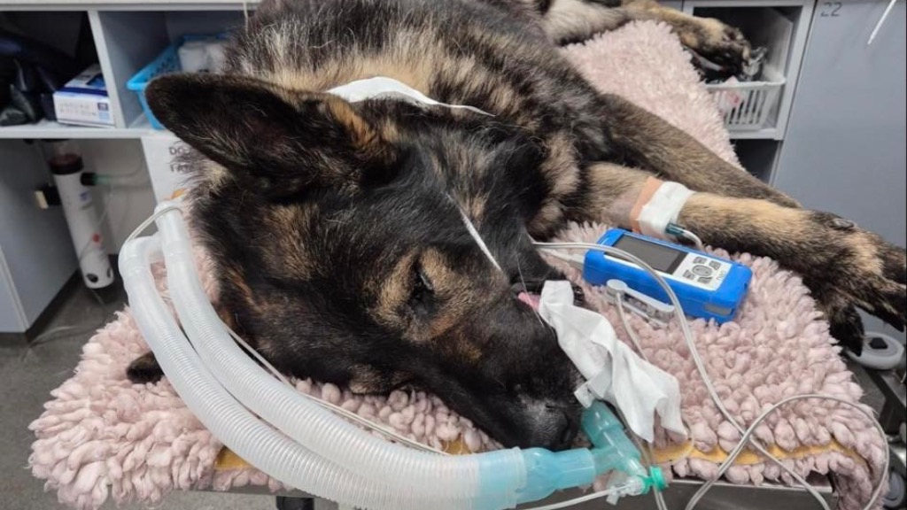 Emergency spinal surgery for retired police dog Captain - JustGiving