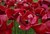 Fundraiser icon