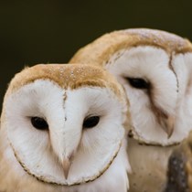 Herrings Green Farm and Bird of Prey Centre 