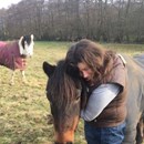 Crowdfunding To Help The Little Wishford Equestrian Pony S Any Contribution Will Make A Difference Feeding Over The Next Few Months On Justgiving