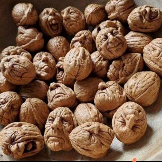 Walnut  Re United