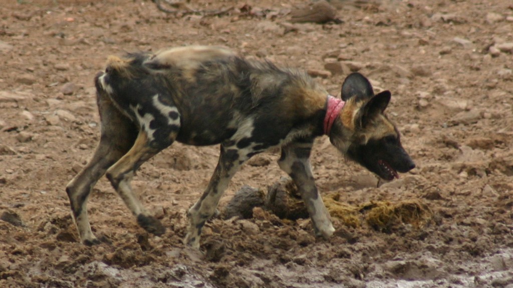 Help us save African wild dogs and other wildlife from brutal