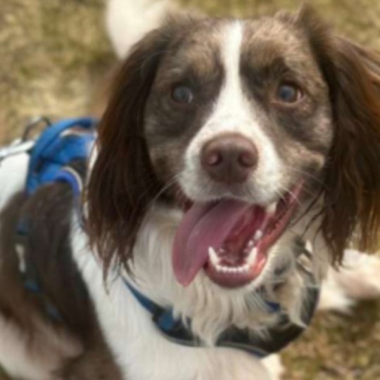 Kiwis fundraising page