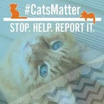 Cats Matter