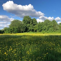 Friends of Ryebank Fields 