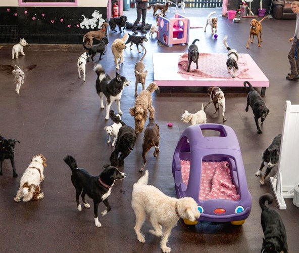 Crowdfunding To Help Fund Bandeath Dog Shelter Cats Protection Dogs4cats On Justgiving