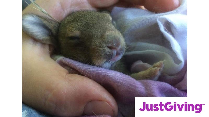 Crowdfunding to Donate to Hallswood Animal Sanctuary on JustGiving Crowdfunding to Donate to Hallswood Animal Sanctuary on JustGiving