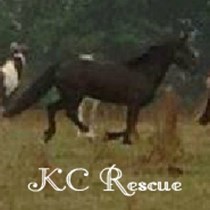 KC Horse Rescue