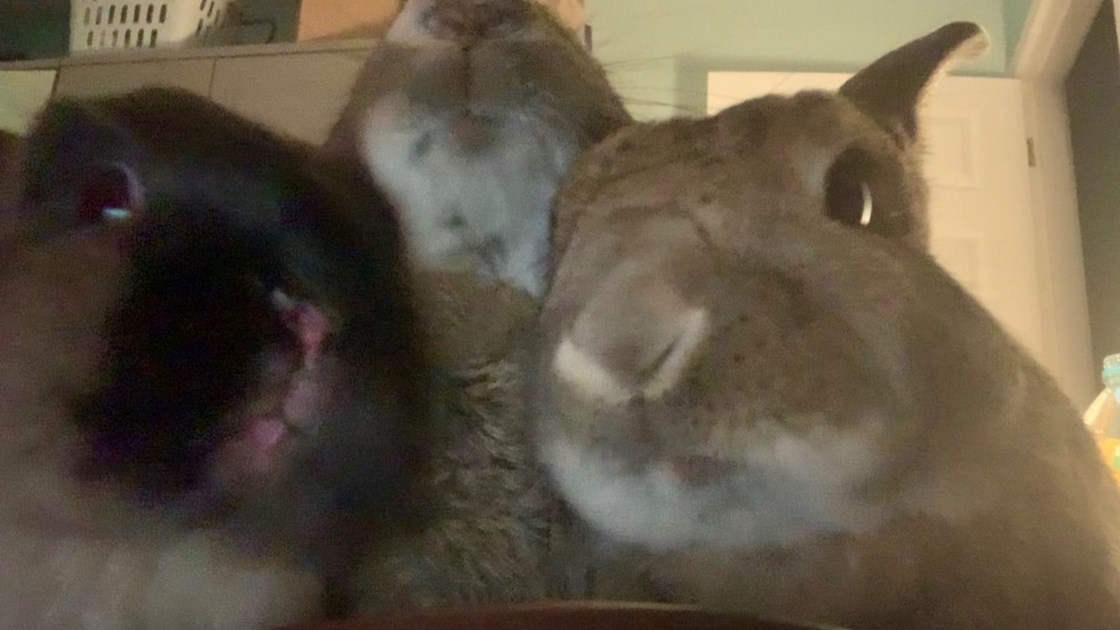 Linda McCarthy is fundraising for Shrewsbury Rabbit Rescue