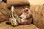 Fundraiser icon