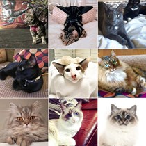 Cats Of Birmingham