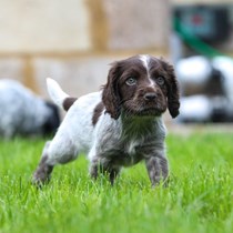 AylinBreeze Working Dogs