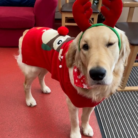 Radnor house  - Christmas Jumper Day