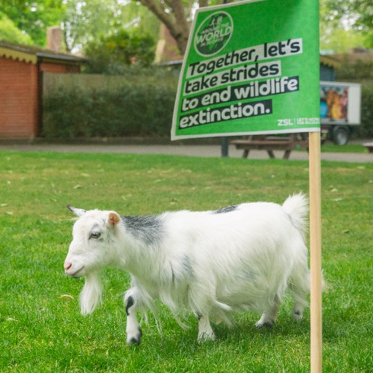 London Zoo's pygmy goats are taking on the Around the World challenge