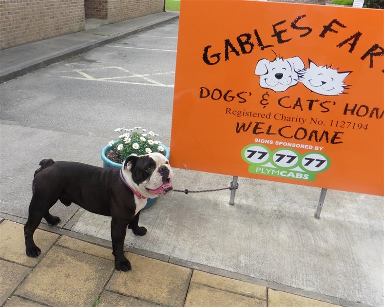 Gables Farm Dogs' and Cats' Home is fundraising for Gables Farm Dogs