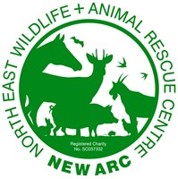 The New Arc