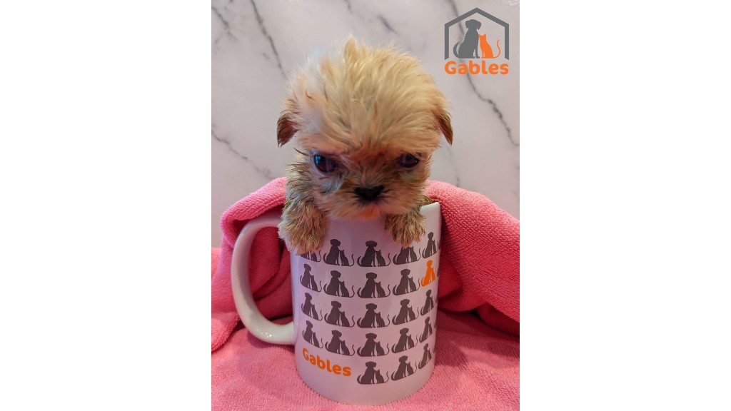 Mug puppies outlet for sale