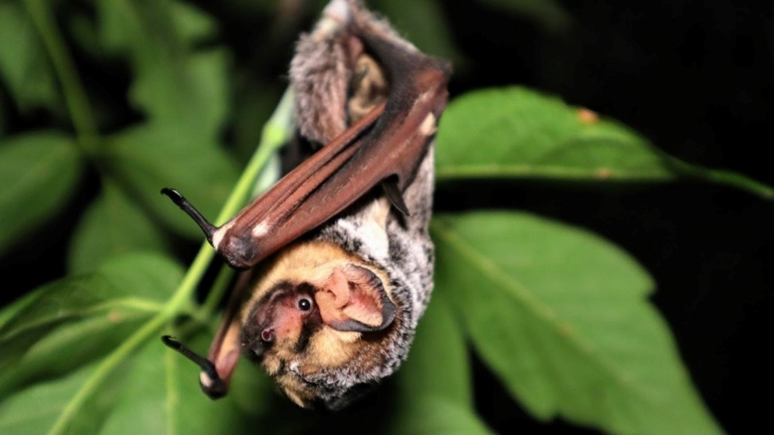 Wild Birds Unlimited Edmonton is fundraising for WCS Wildlife