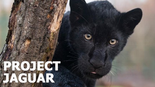 The Big Cat Sanctuary - JustGiving