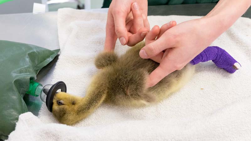 Help us build a vital new pool for injured waterbirds - JustGiving