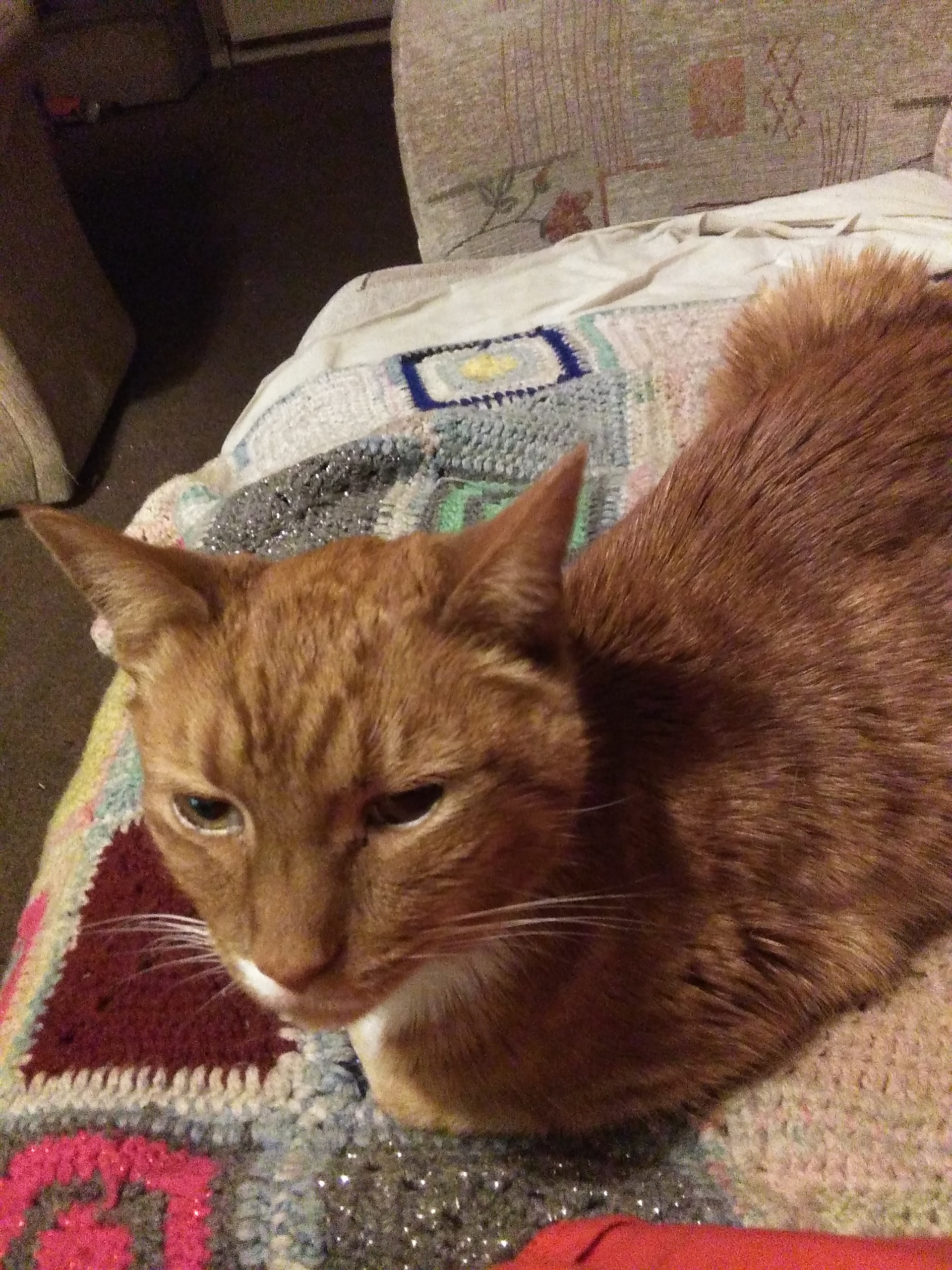 Crowdfunding to Help stop my cat suffering on JustGiving