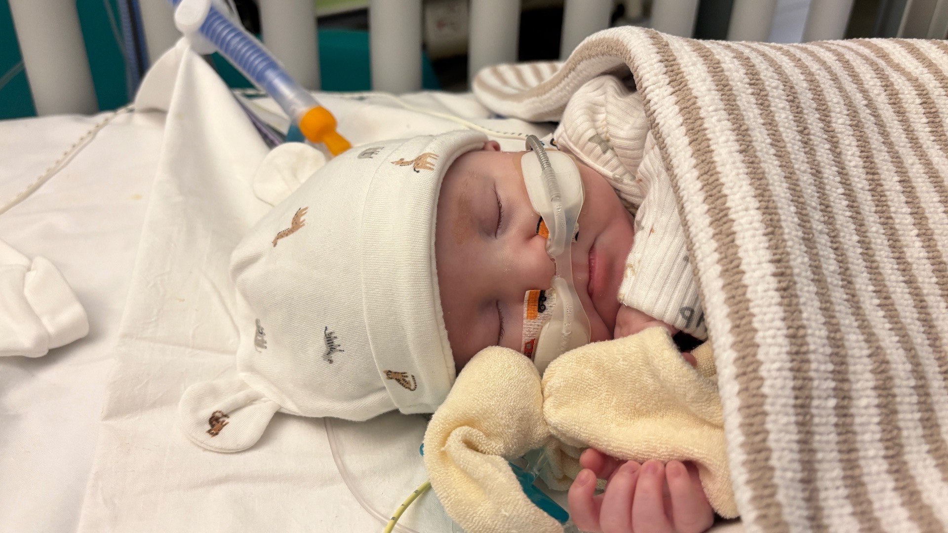 Image for Amy's fundraiser for Wallace & Gromit's Grand Appeal