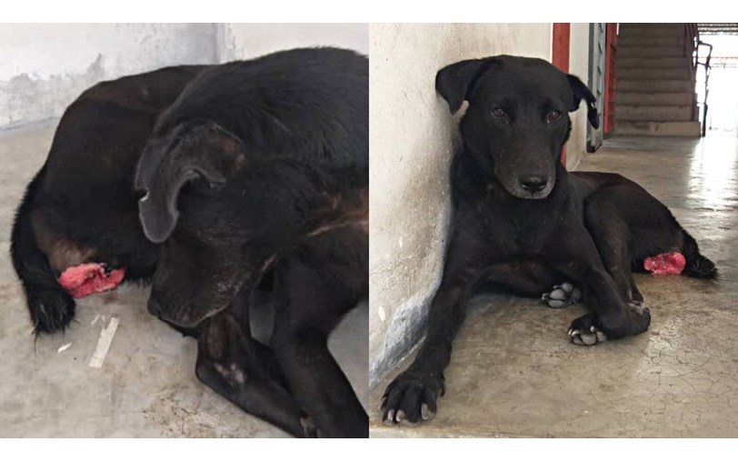urgent-appeal-donations-desperately-needed-to-help-blacky-overcome-tvt