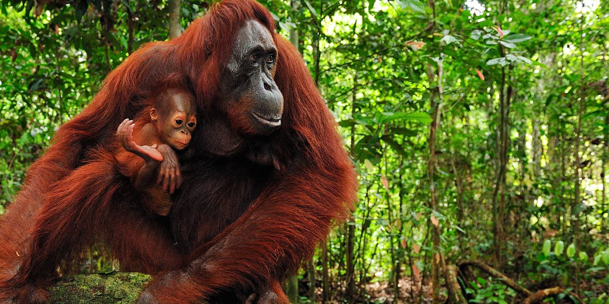 Crowdfunding to support the animals of Borneo's rainforest that are