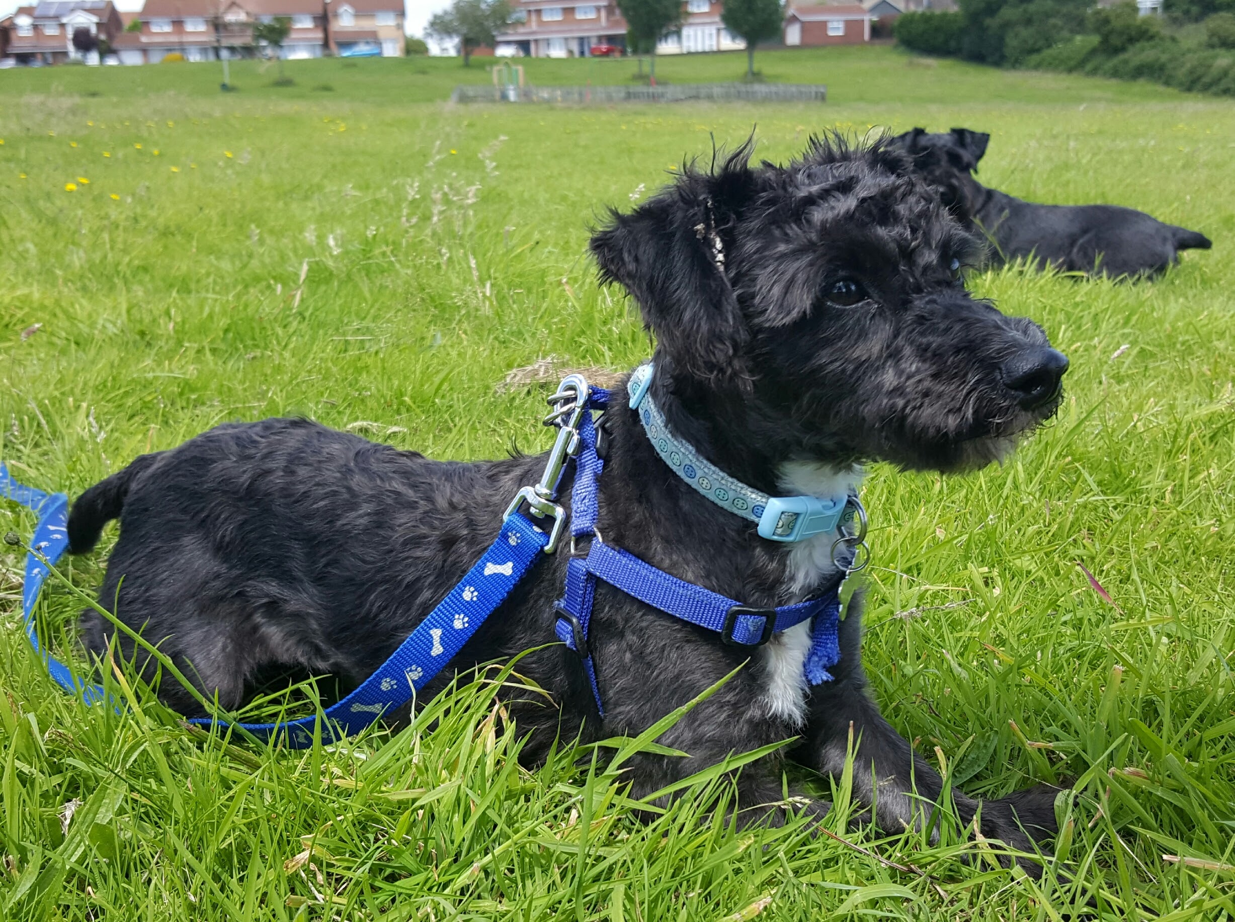 Crowdfunding to Help St Giles Animal Rescue with their veterinary costs