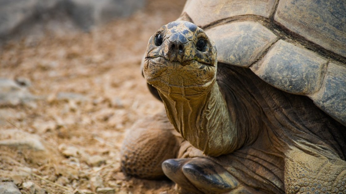 Hope For Tortoises - JustGiving