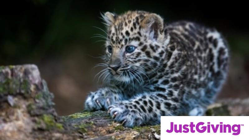 Crowdfunding to help protect Amur Leopards as there are only 90 adults