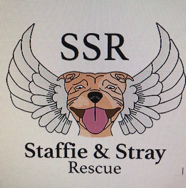 Staffie and 2024 stray rescue