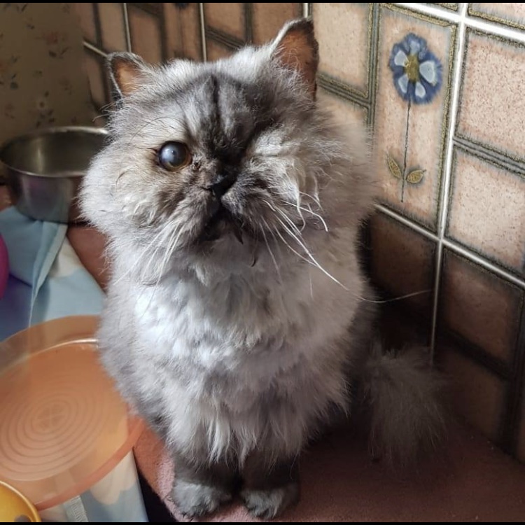 Strawberry persian clearance cat rescue