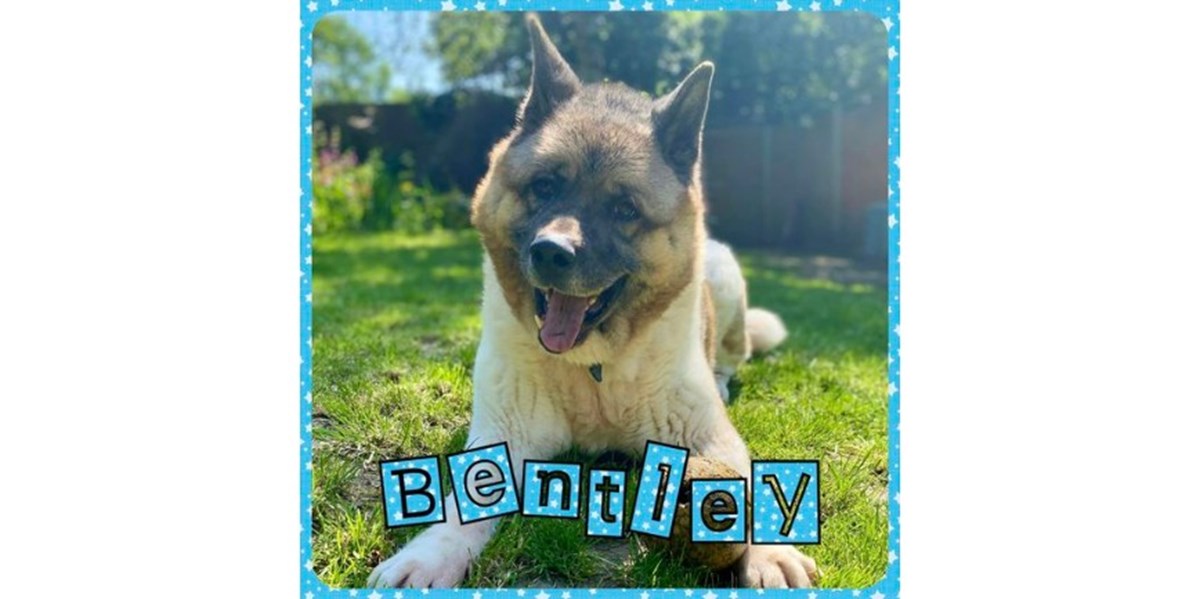 Birch Hill Dog Rescue is fundraising for Birch Hill Dog Rescue