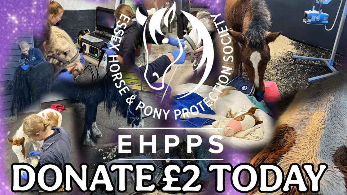 Someone wonderful is fundraising for Essex Horse and Pony Protection