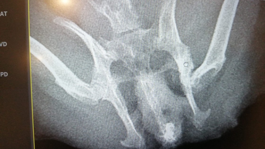 Help us fund a leg amputation and urgent dental work for 2 poor little ...