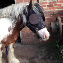 Equine Headshaking Awareness