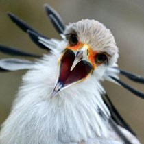 Gauntlet Birds of Prey