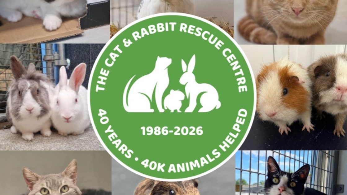 Cat & Rabbit Rescue Centre - JustGiving