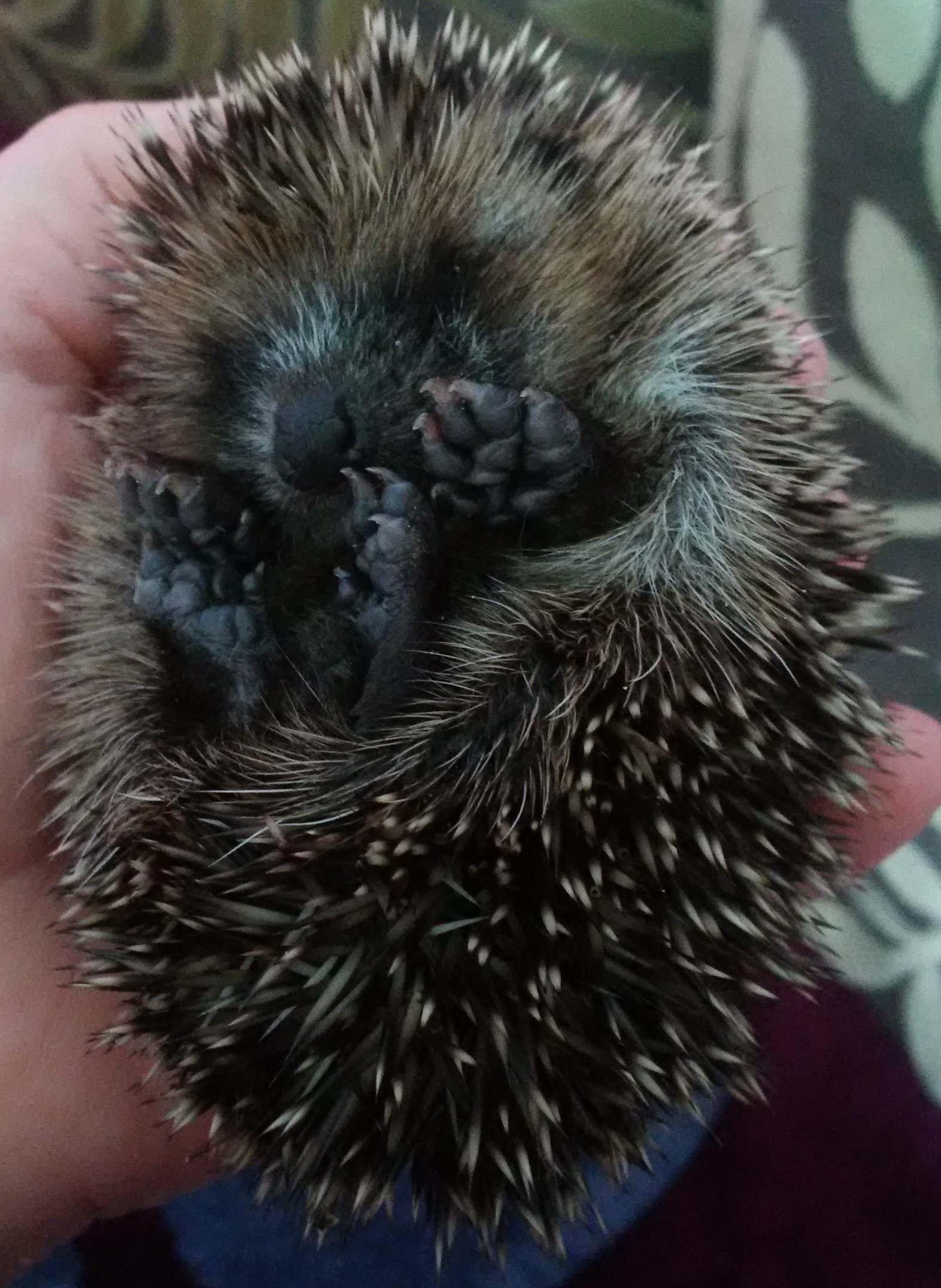 Crowdfunding to help buy equipment and medicines for