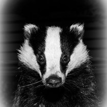 High Peak Badger Group 